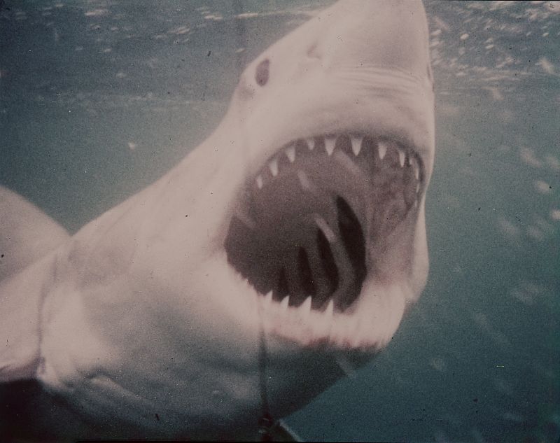 Der weiße Hai - Film-Still