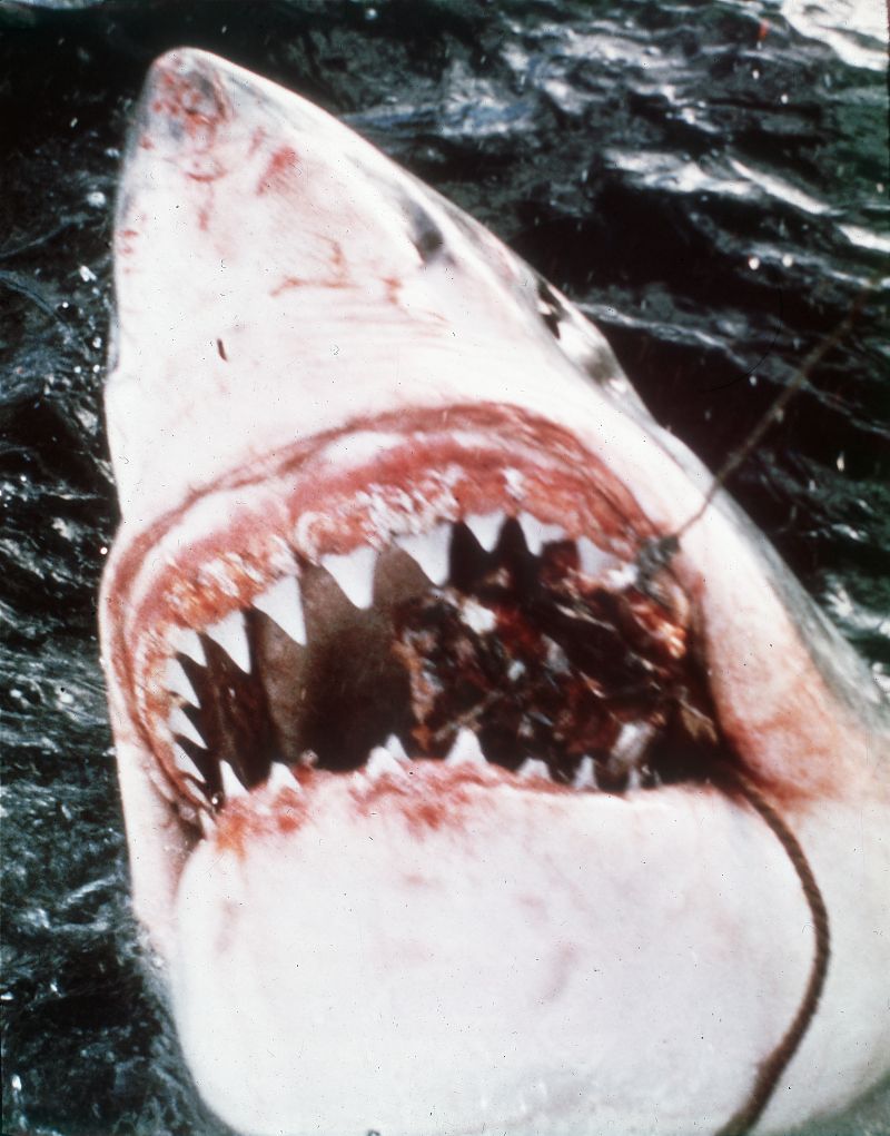 Der weiße Hai - Film-Still