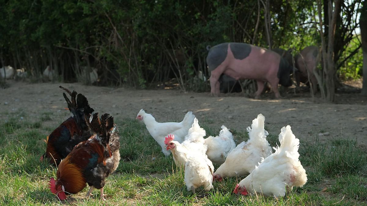 10 Milliarden - Wie werden wir alle satt? - Film-Still