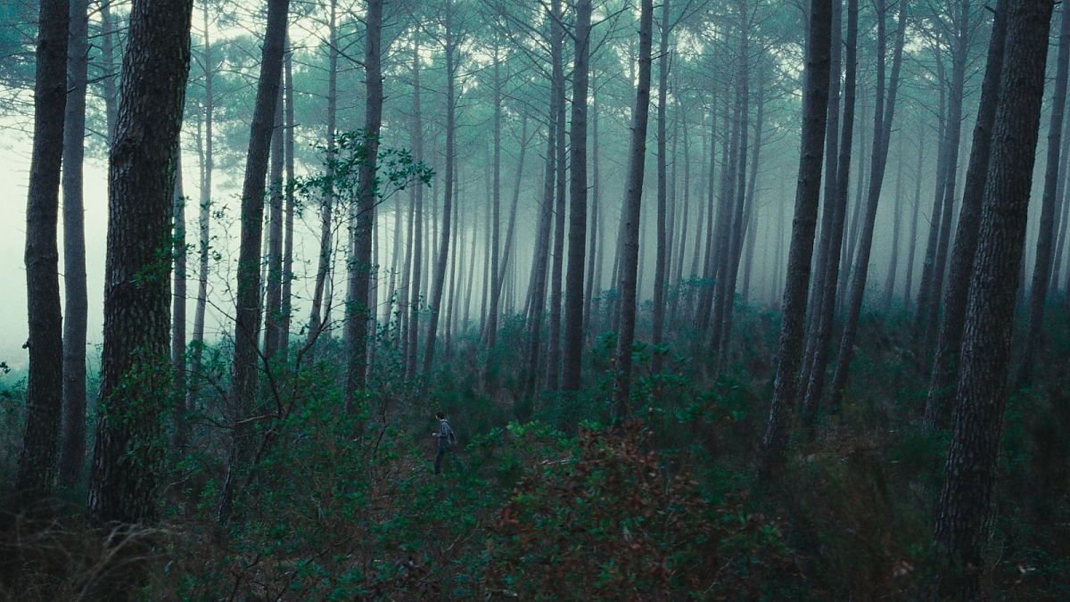 Animalia - Film-Still