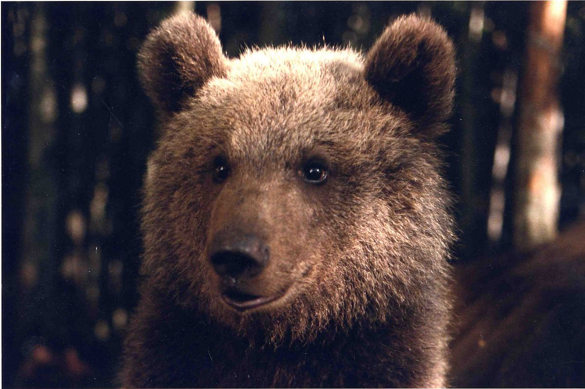 Der Bär - Film-Still