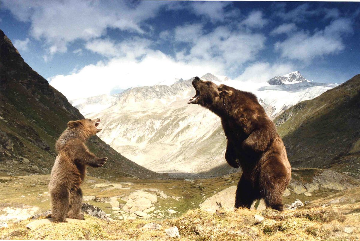 Der Bär - Film-Still