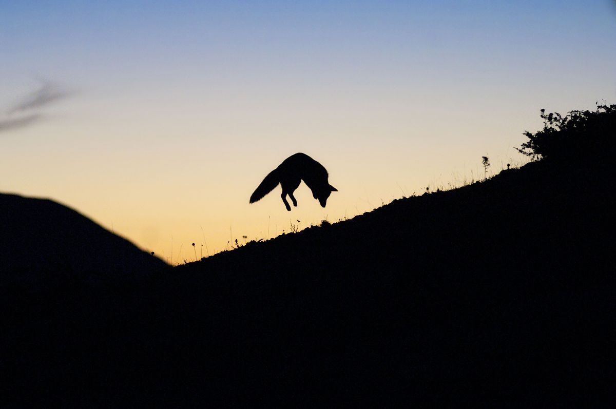Der Fuchs und das Mädchen - Film-Still