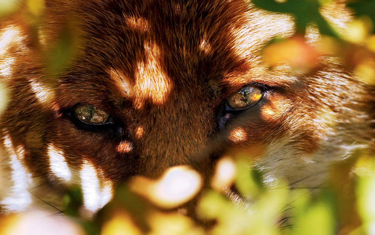 Der Fuchs und das Mädchen - Film-Still