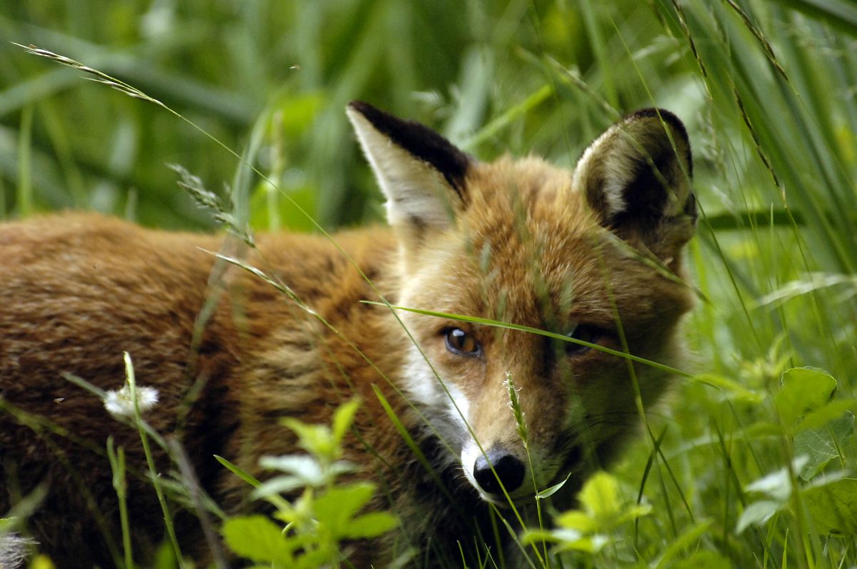 Der Fuchs und das Mädchen - Film-Still
