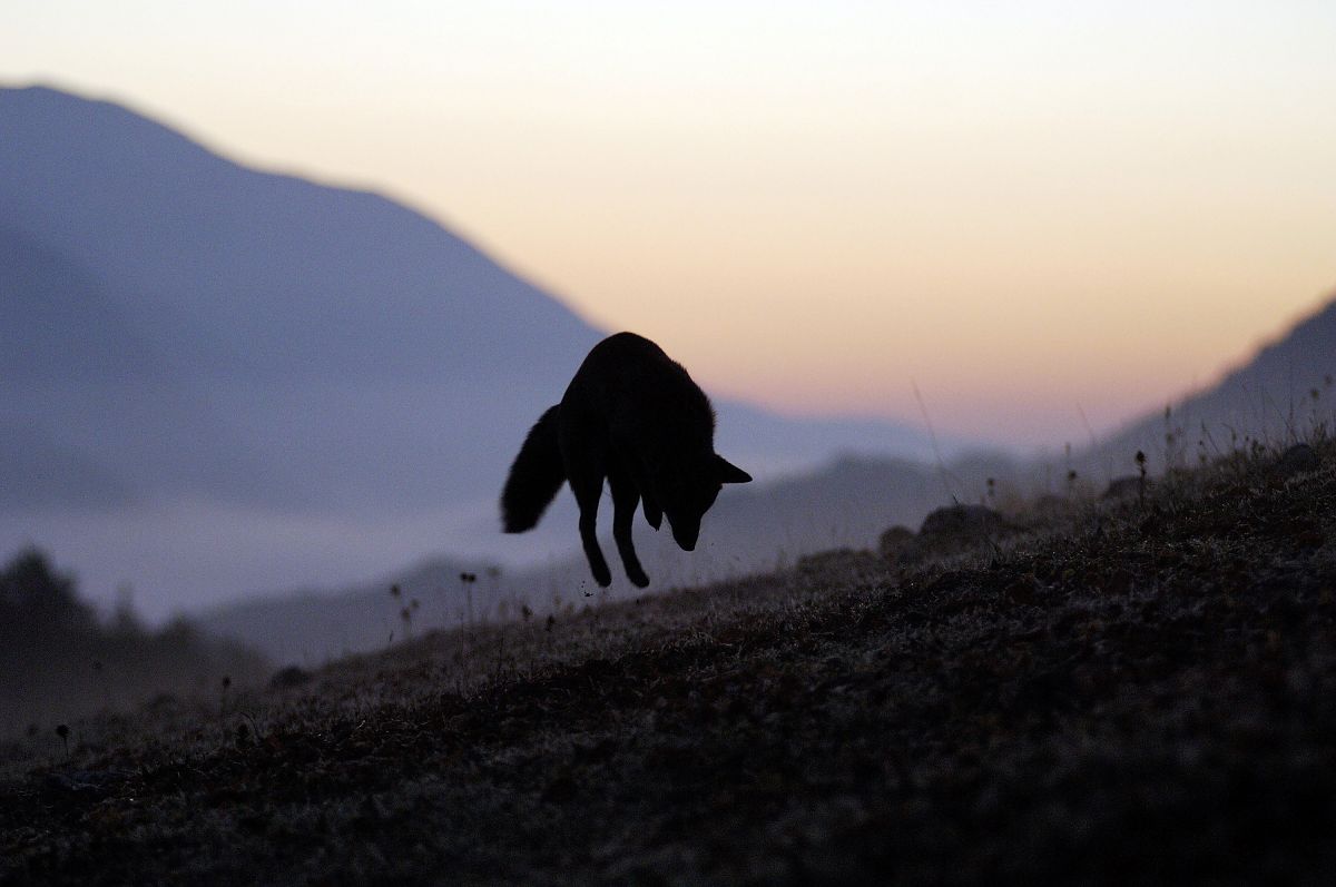 Der Fuchs und das Mädchen - Film-Still