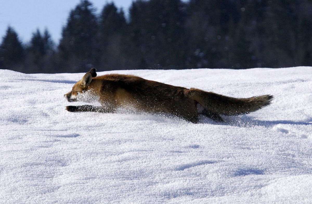Der Fuchs und das Mädchen - Film-Still