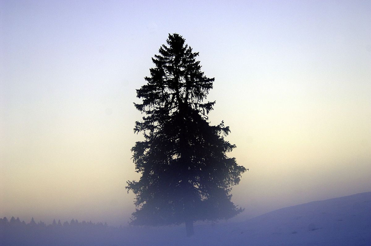 Der Fuchs und das Mädchen - Film-Still