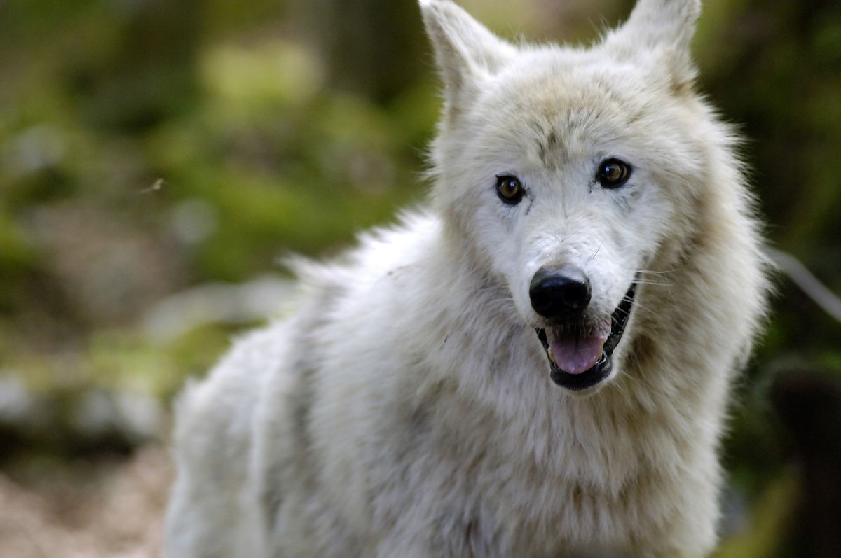 Der Fuchs und das Mädchen - Film-Still