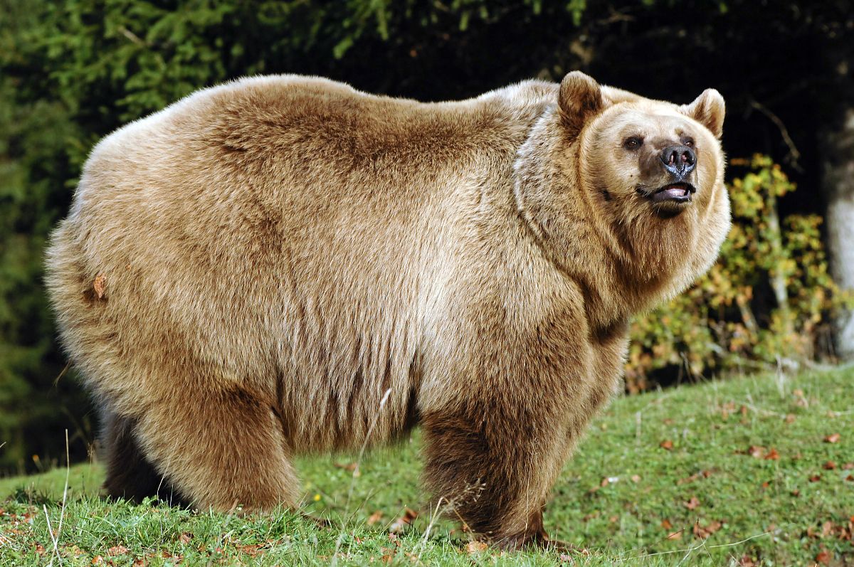 Der Fuchs und das Mädchen - Film-Still