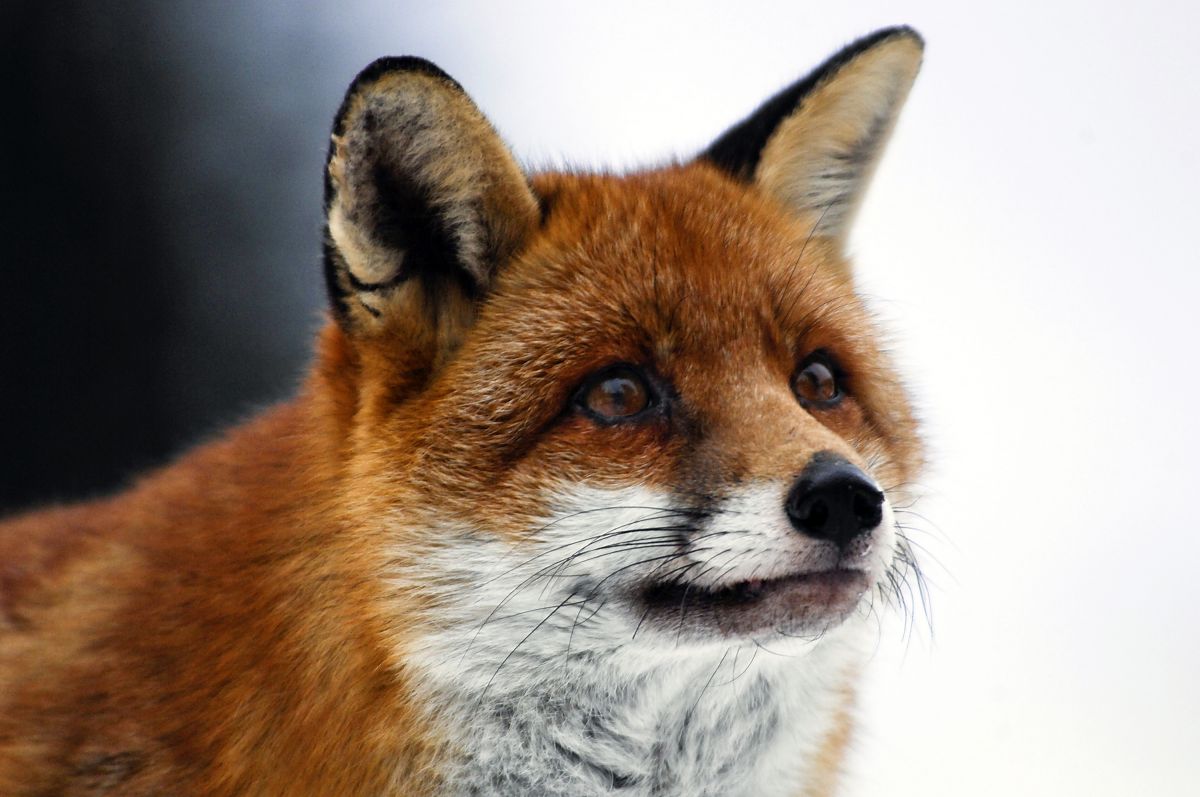 Der Fuchs und das Mädchen - Film-Still