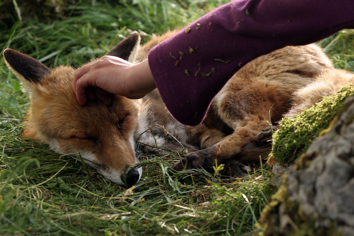 Der Fuchs und das Mädchen - Film-Still
