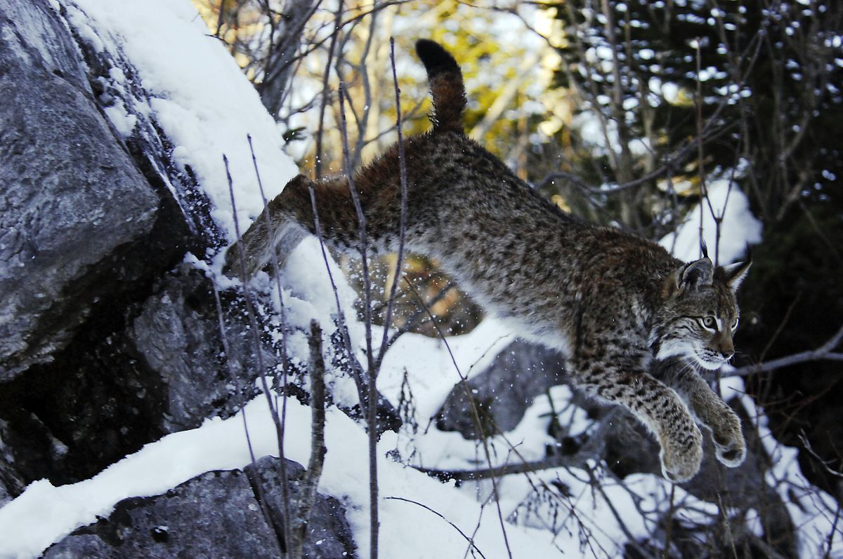 Der Fuchs und das Mädchen - Film-Still