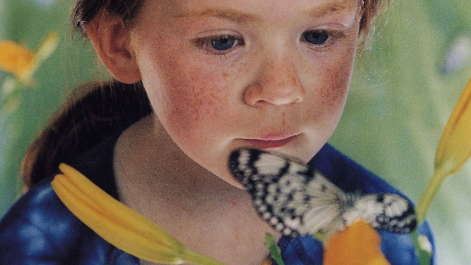 Bild zu Der Schmetterling