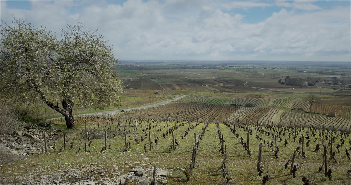 Der Wein und der Wind - Film-Still