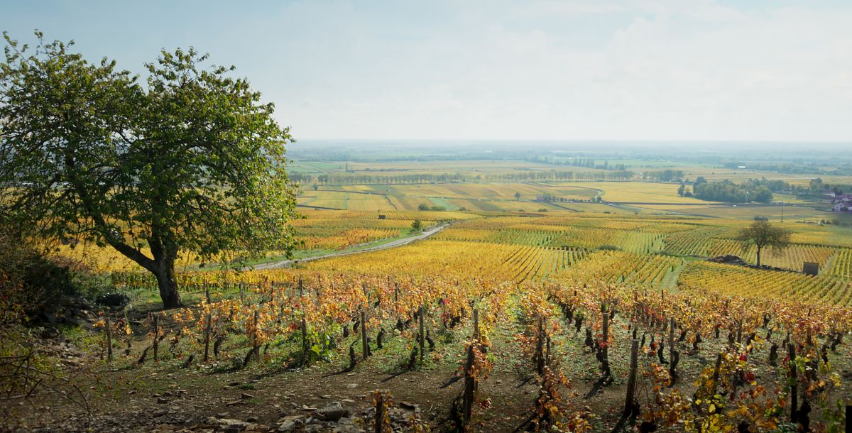Der Wein und der Wind - Film-Still