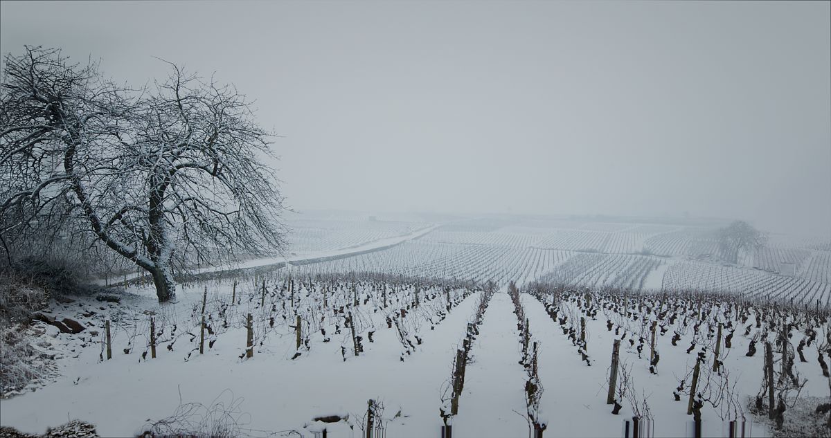 Der Wein und der Wind - Film-Still