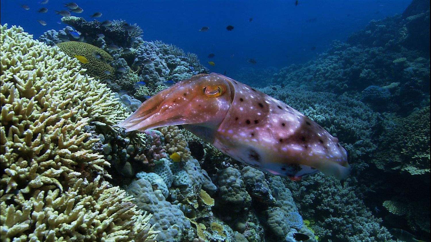 Bild zu Die Ozeane - Geheimnisse der Weltmeere