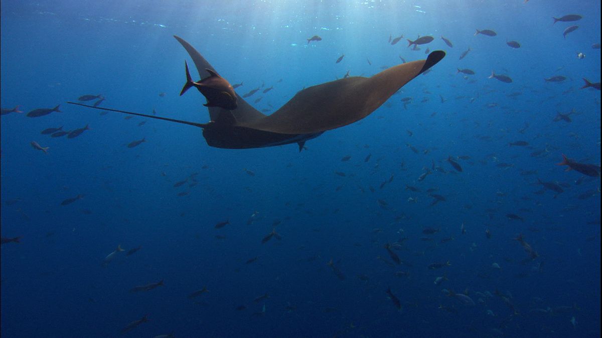 Die Ozeane - Geheimnisse der Weltmeere - Film-Still