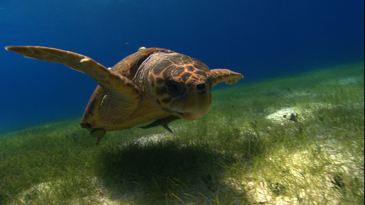 Die Ozeane - Geheimnisse der Weltmeere - Film-Still