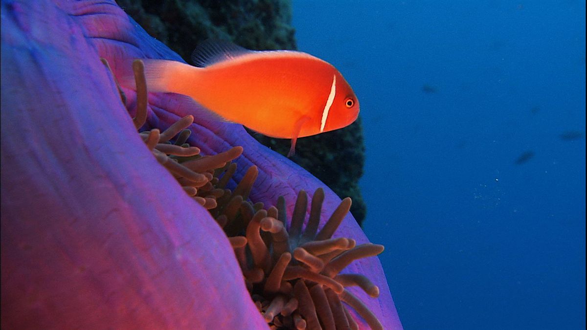 Die Ozeane - Geheimnisse der Weltmeere - Film-Still