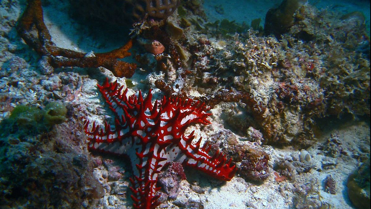 Die Ozeane - Geheimnisse der Weltmeere - Film-Still