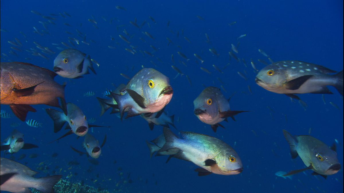 Die Ozeane - Geheimnisse der Weltmeere - Film-Still