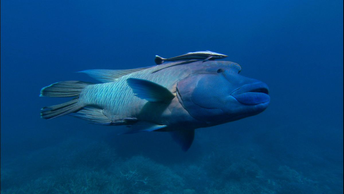 Die Ozeane - Geheimnisse der Weltmeere - Film-Still