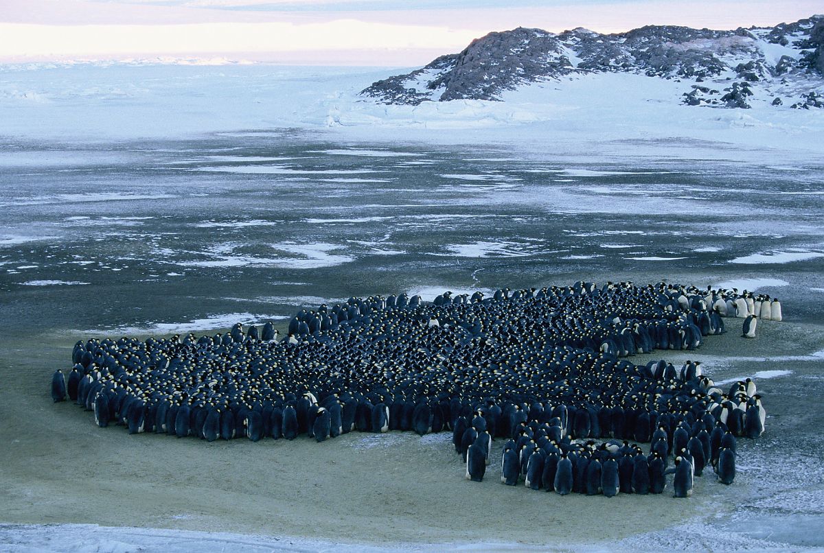 Die Reise der Pinguine - Film-Still