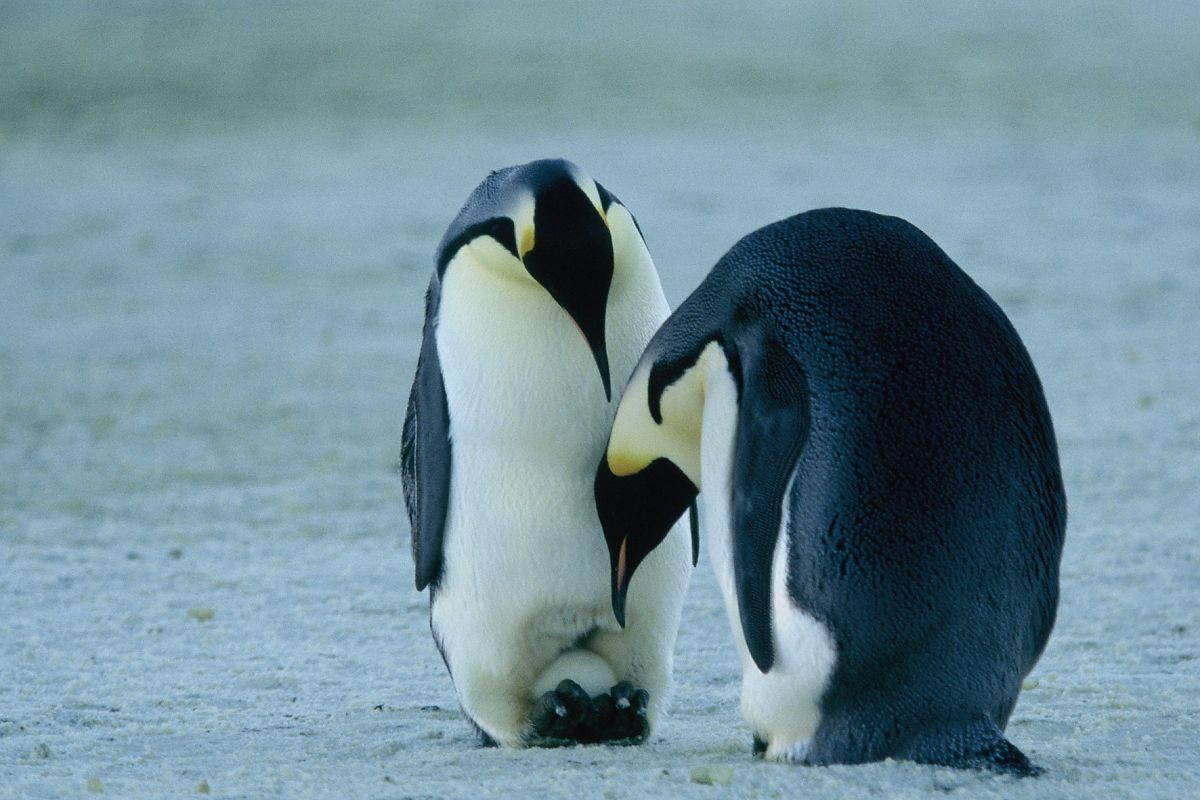 Die Reise der Pinguine - Film-Still