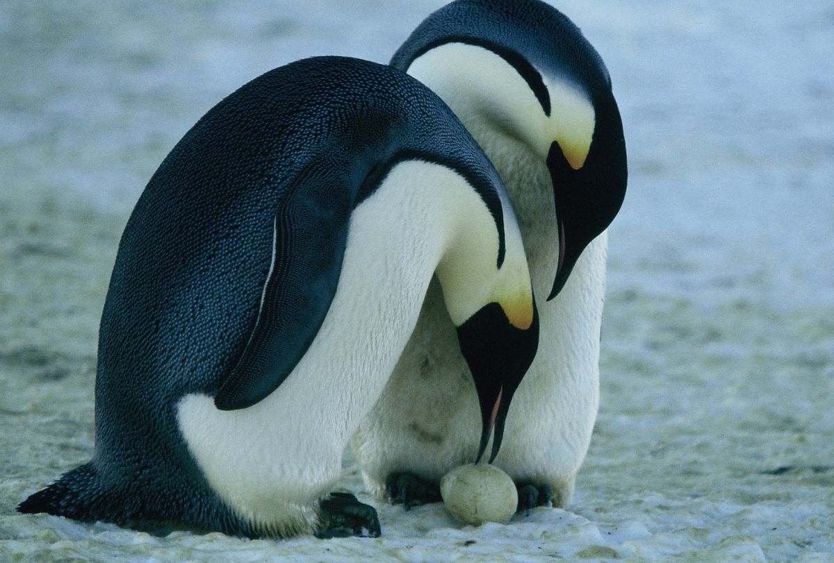 Die Reise der Pinguine - Film-Still