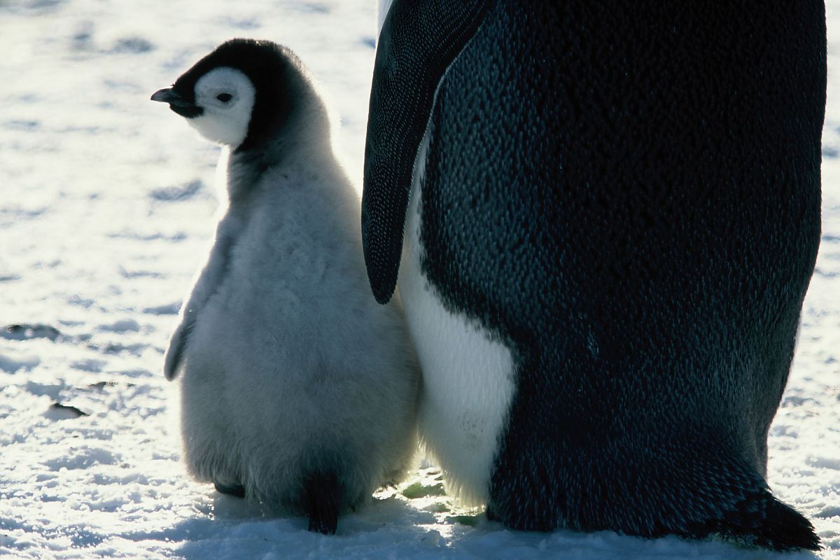 Die Reise der Pinguine - Film-Still