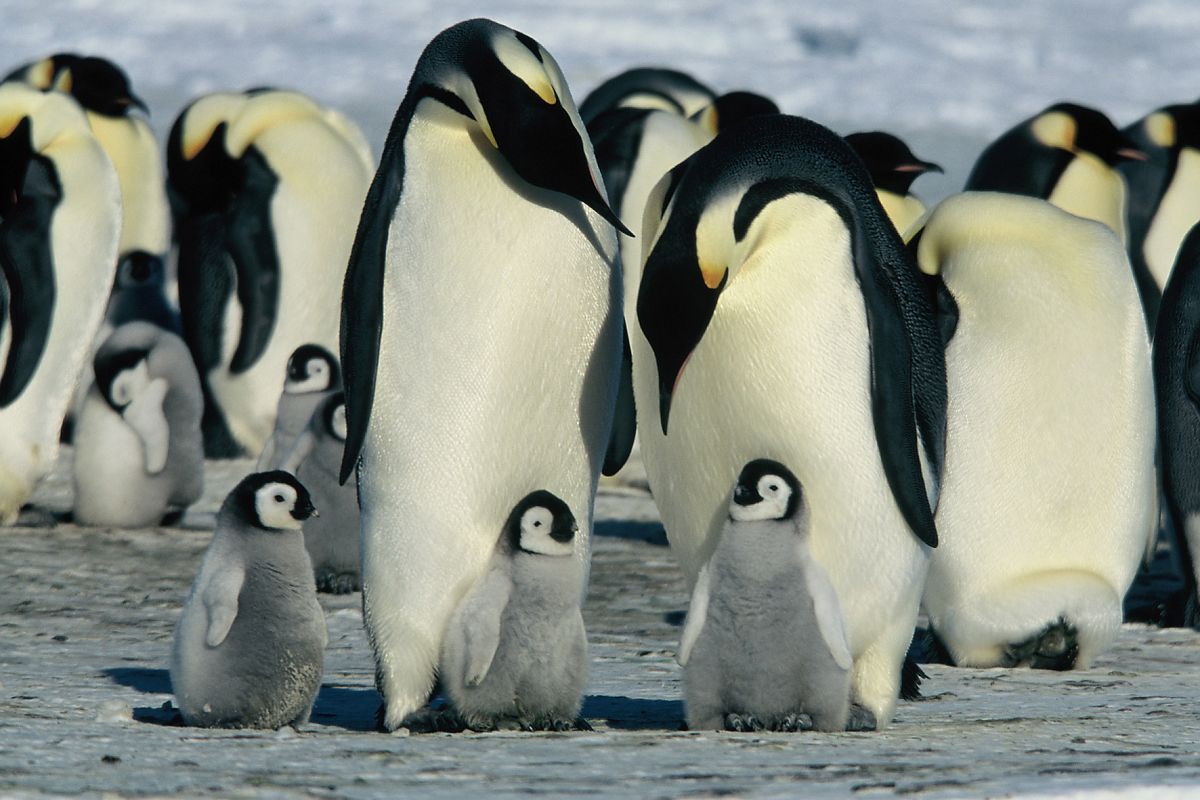 Die Reise der Pinguine - Film-Still