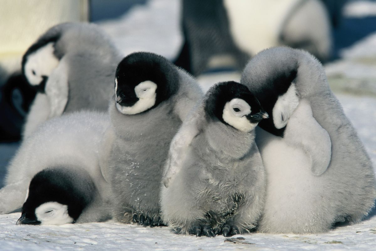 Die Reise der Pinguine - Film-Still