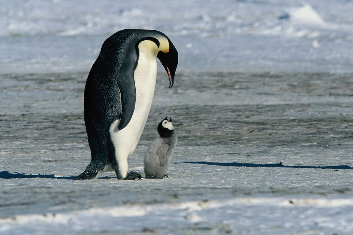 Die Reise der Pinguine - Film-Still