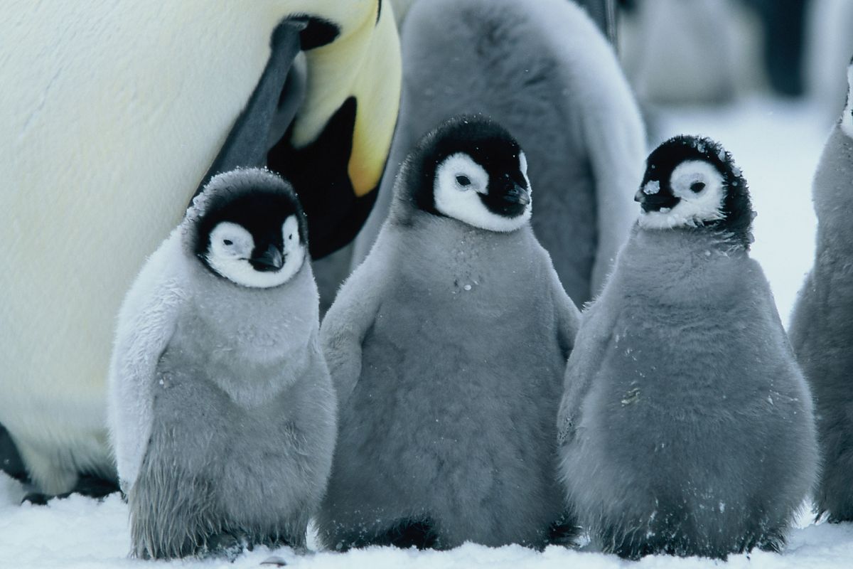 Die Reise der Pinguine - Film-Still