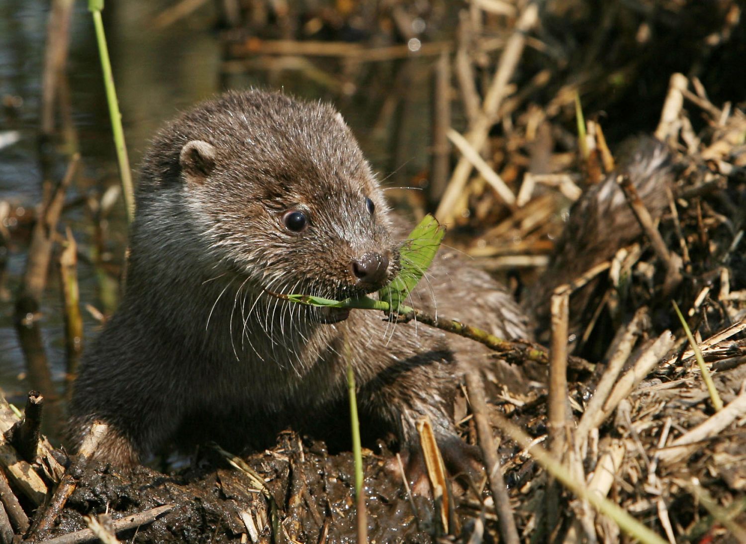 Bild zu GEOlino Reportage Vol. 1