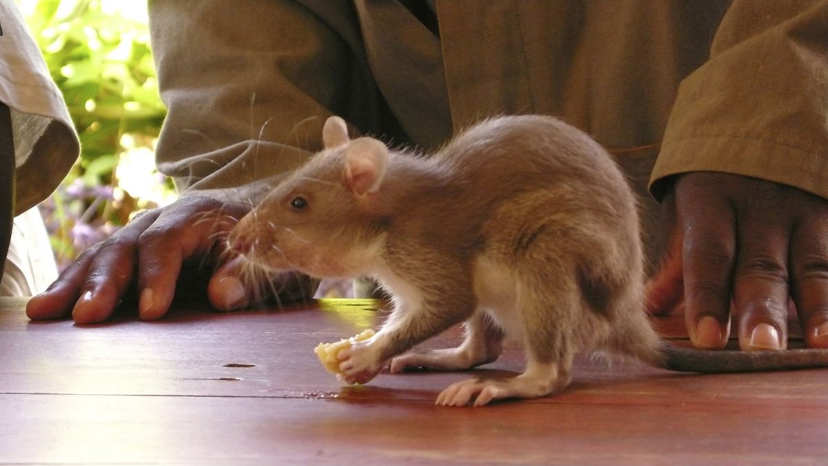 GEOlino Reportage Vol. 1 - Film-Still