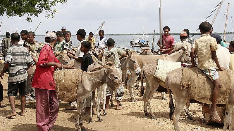 Bild zu GEOlino Reportage Vol. 2