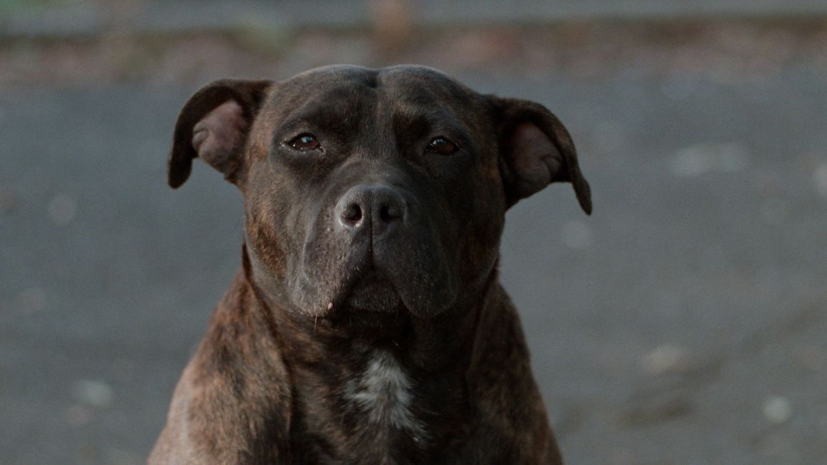 Ghost Dog - Der Weg des Samurai - Film-Still