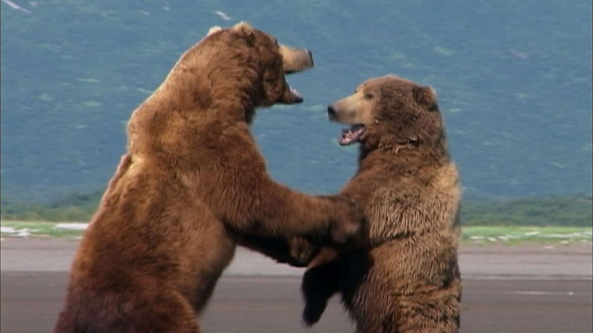 Grizzly Man - Film-Still
